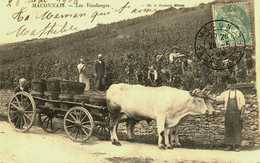 71....saone Et Loire...macon....les Vendanges....attelages.. - Macon