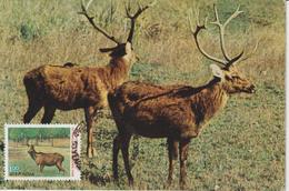 Inde Carte Maximum 1983 Cerf 763 - Briefe U. Dokumente