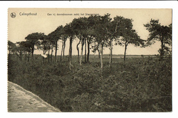 CPA - Carte Postale Belgique- Kalmhout- Een Rij Denneboomen, VM2348 - Kalmthout