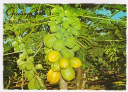 Pawpaw Tree, Ballina, New South Wales - Unused - Northern Rivers