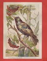 Caen, Biscuits Mollier, Chromo Grand Format, Ornithologie, Etourneau Vulgaire, Illustrateur G. Fanty Lescure - Sonstige & Ohne Zuordnung