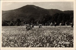 ** T2 Ágasvár (Mátra), Pásztó Mellett; Margaréta Virág Begyűjtése, Virágszedők. Photo - Unclassified