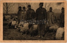 ** T2 Még Nincs Baj / Es Ist Noch Keine Gefahr / WWI Austro-Hungarian K.u.K. Military, Soldiers With Sheep (EK) - Non Classés