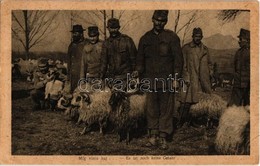 ** T2 Még Nincs Baj / Es Ist Noch Keine Gefahr / WWI Austro-Hungarian K.u.K. Military, Soldiers With Sheep (EK) - Ohne Zuordnung