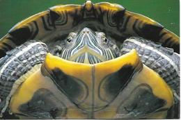 TORTUE / TURTLE / SCHILDKRÖTEN - Turtles