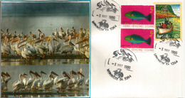 AUSTRALIE. Pelicans Sur Le Lake Albert . Meningie. (South Australia), Lettre Australie - Cartas & Documentos