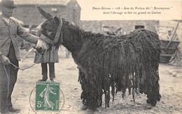 79-ÂNE DU POITOU DIT " BOURAYOUX" DONT L'ELEVAGE SE FAIT EN GRAND EN GATINE - Sonstige & Ohne Zuordnung