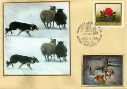 Sheep Dog Rounding Up The Sheep Australia, Letter From ADELAIDE (South-Australia) - Chiens