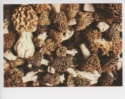 Morilles - Le Périgord Gastronomique - Paddestoelen