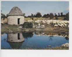 En Quercy; Sur Le Causse De Gramat, Près D'une Caselle Abri De Berger, Moutons Caussenards (mouton à Lunettes) - Gramat