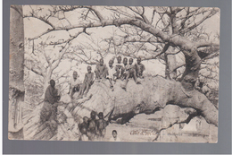 Cote D'Ivoire Baobabs Fortier Ca 1910 OLD POSTCARD - Côte-d'Ivoire