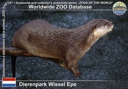 194 Dierenpark Wissel Epe († 2015), NL - Oriental Small-clawed Otter (Aonyx Cinerea) - Epe