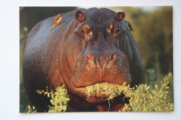 POSTCARD BOTSWANA - HIPPO - HIPOPOTAMO - Ocavango - Botsuana