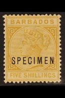 1882-86  5s. Bistre Queen, Overprinted "SPECIMEN", SG 103s, Fine Mint. For More Images, Please Visit Http://www.sandafay - Barbades (...-1966)