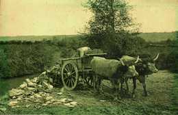 65....hautes Pyrénées...sauveterre...attelage - Autres & Non Classés