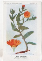 CPA.Fleurs.Souci Des Champs.planche 28.Etablissements Fumouze.Publicité - Piante Medicinali