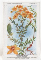 CPA.Fleurs.Millepertuis Perforé.planche 32.Etablissements Fumouze.Publicité - Plantes Médicinales