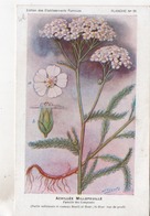 CPA.Fleurs.Achillée Millefeuille.planche 29.Etablissements Fumouze.Publicité - Geneeskrachtige Planten