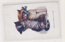 WUYTS CAT Nice Postcard - Wuyts