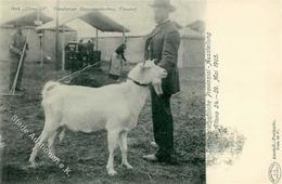 Landwirtschaft Bock Claus 33, Pinneberger Ziegenzuchtverein 1905 I-II Paysans - Ausstellungen