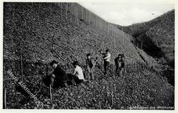 Wein Das Pflanzen Im Weinberg I-II Vigne - Exhibitions