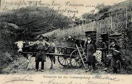 Wein Orschwiller Hohkönigsburg Elsass Weinlese 1906 I-II Vigne - Exhibitions