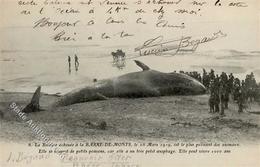 WAL - La Baleine Echouee A La BARRE-DE-MONTS Le 28.März 1919 Est Le Plus Puissant Des Animaux... I - Sonstige & Ohne Zuordnung