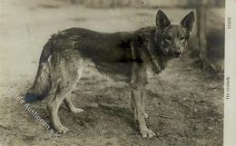 Wolf Foto AK I-II (fleckig) - Andere & Zonder Classificatie