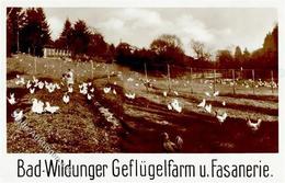 Huhn Bad Wildungen (3590) Geflügelfarm U. Fasanerie Foto AK I-II - Andere & Zonder Classificatie