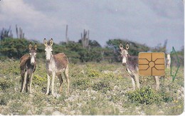 TARJETA DE BONAIRE DE UNOS BURROS (DONKEY-BURRO-ASNO) - Antillas (Nerlandesas)