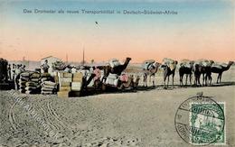 Kolonien Deutsch Südwestafrika Keetmanshoop Dromedar Als Transpotmittel 1912 I-II Colonies - Unclassified