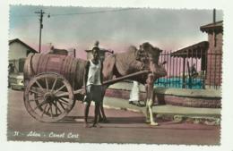 ADEN - CAMEL CART - NV FP - Yemen