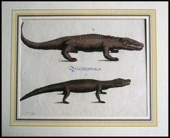 Amphibien: 2 Verschiedene Amphibien (Krokodil Und Kaiman) Auf Einem Blatt, Altkolorierter Kupferstich Aus F.P. Wilmsens  - Lithografieën