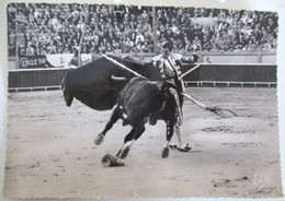 CPSM 1952 LA COURSE DE TAUREAUX 11 UNE PASSE HAUTE DE ORDONEZ ARENE - Taureaux