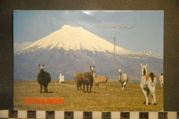 CP,  EQUATEUR, ECUADOR - Cotopaxi, Lamas - Equateur