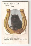 AYR BLACK CAT BEST OF LUCK FROM AYR NOVELTY THE PULL OUT IS OK ALL TEN VIEWS POSTALLY USED - Ayrshire