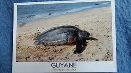 CPM TORTUE LUTH  MANA GUYANE FRANCAISE PHOTO J CAVAILLE ED GARND SUD - Schildkröten