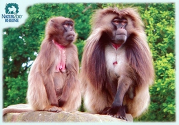 NaturZoo Rheine, Germany - Gelada - Rheine