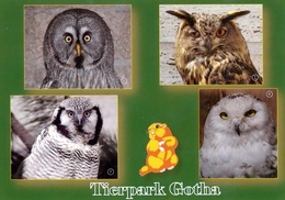 Tierpark Gotha, DE - Owls - Gotha