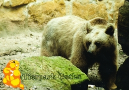 Tierpark Gotha, DE - Bear - Gotha