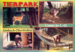 Tierpark Limbach-Oberfrohna, DE - Fallow Deer, Rhea, Cougar, Macaque - Limbach-Oberfrohna