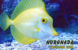 Hurghada, Egypt - Tang Fish - Hurghada