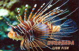 Hurghada, Egypt - Lion Fish - Hurghada