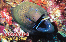 Hurghada, Egypt - Moray - Hurgada