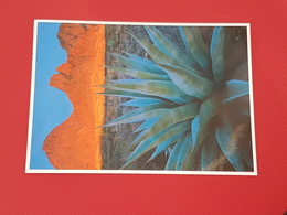 Big Bend National Park, Agave (gelaufen 1995), H25 - Big Bend