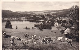 Titisee U M Bad Schwarzwald (pk60100) - Wald