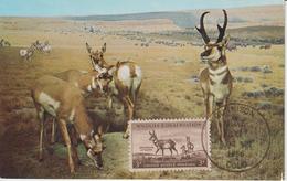 Etats-Unis Carte Maximum Animaux 1956 Antilopes 612 - Cartas Máxima