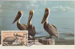 Etats-Unis Carte Maximum Oiseaux 1972 Pélican 965 - Maximumkaarten