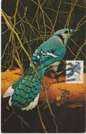 Etats-Unis Carte Maximum Oiseaux 1978 Geai 1209 - Cartas Máxima