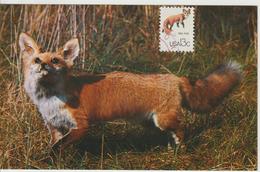 Etats-Unis Carte Maximum Animaux 1978 Renard 1212 - Maximum Cards